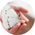oww-butterfly-circle-1